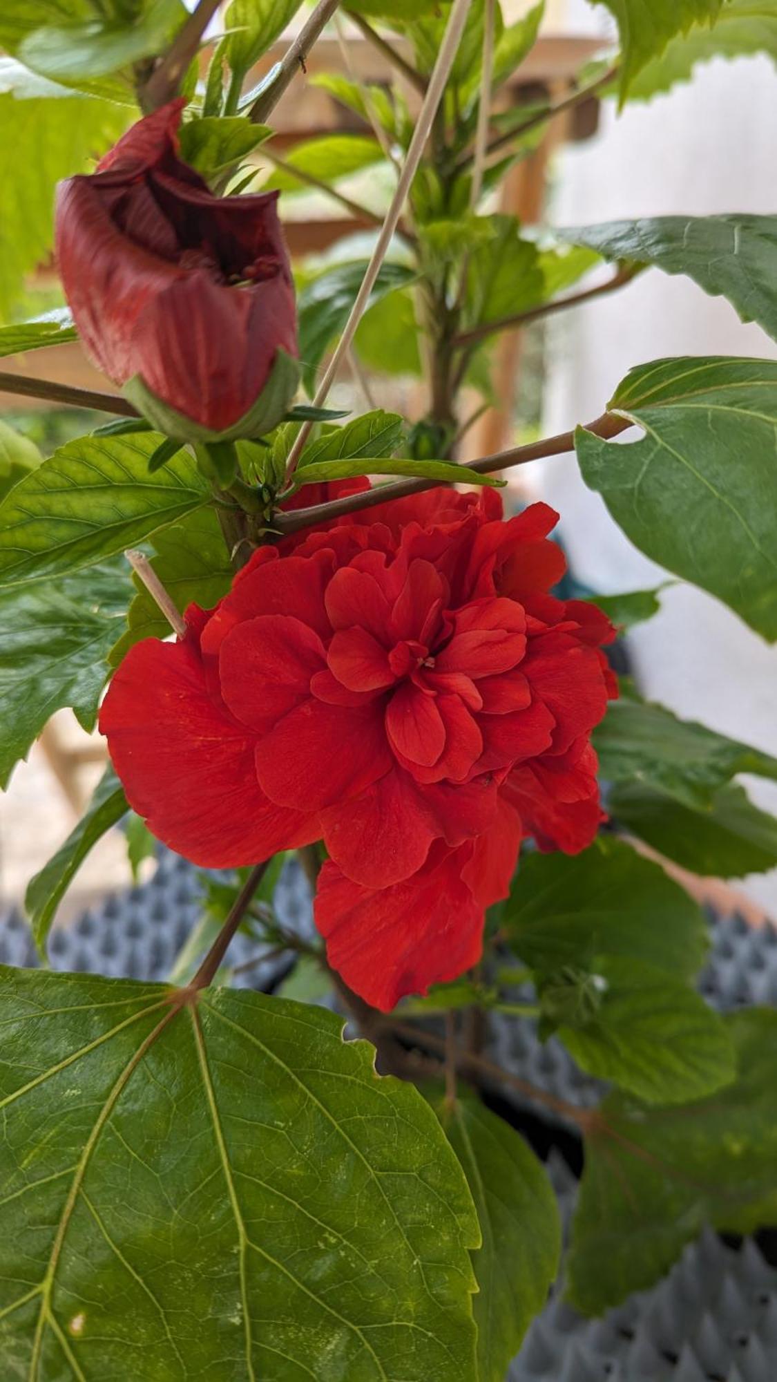 The Botanist Guesthouse Skopelos Town Ngoại thất bức ảnh