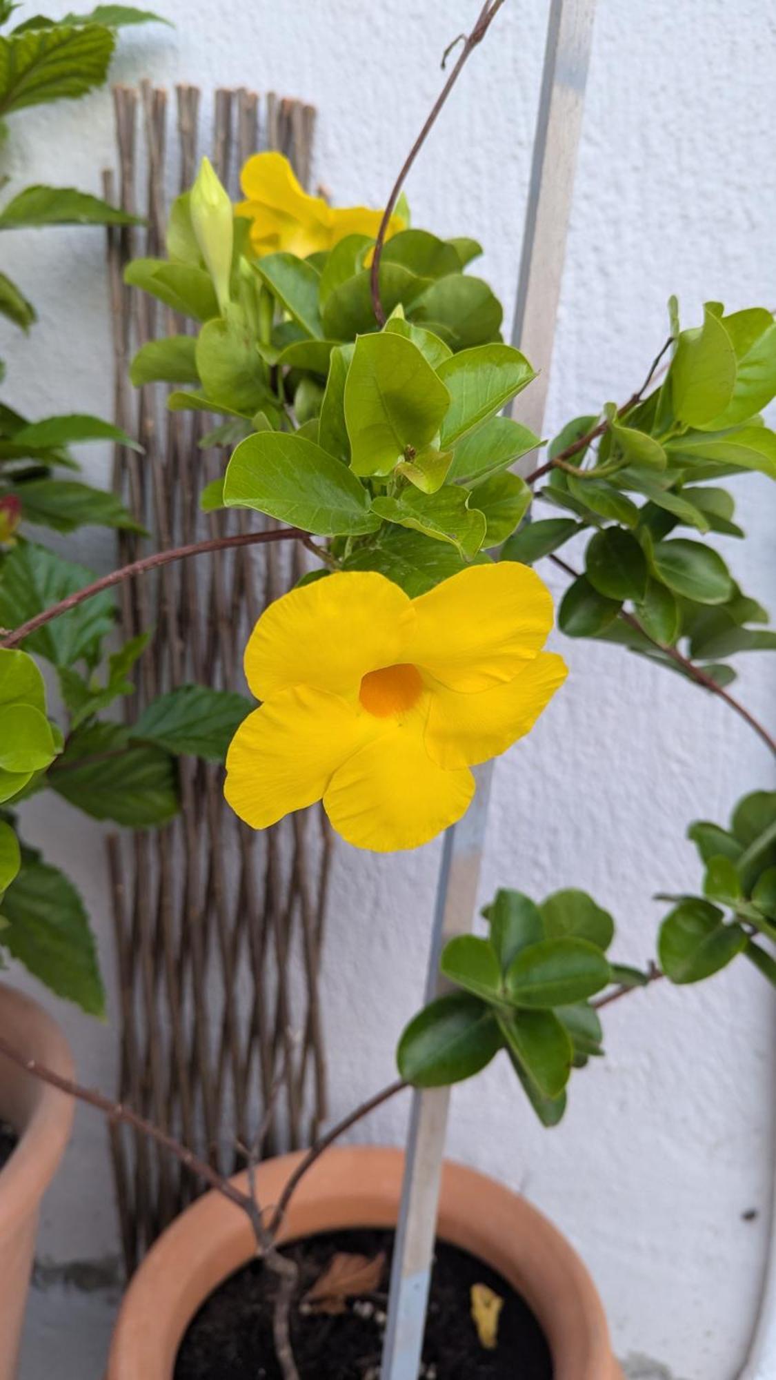 The Botanist Guesthouse Skopelos Town Ngoại thất bức ảnh