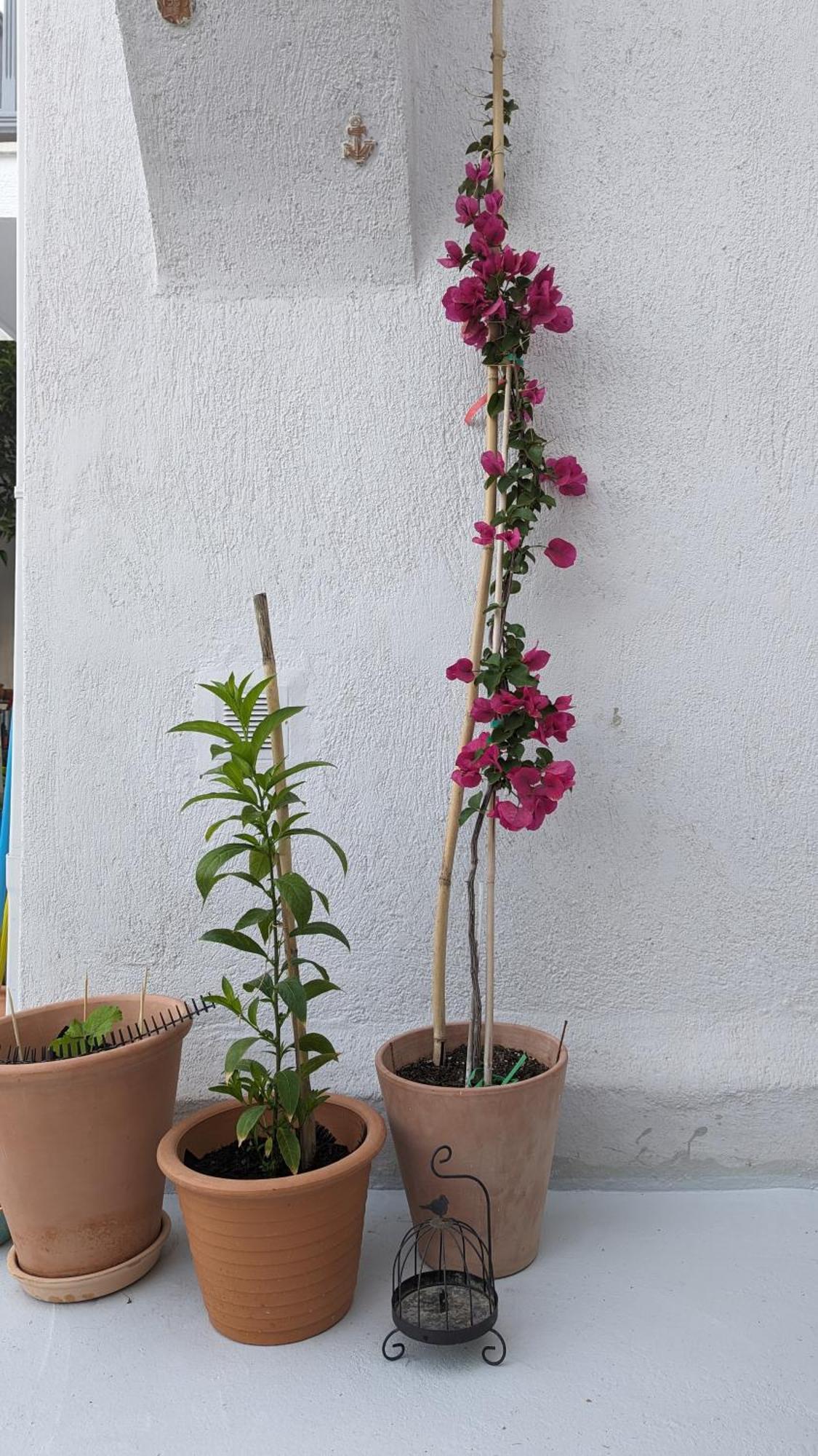 The Botanist Guesthouse Skopelos Town Ngoại thất bức ảnh