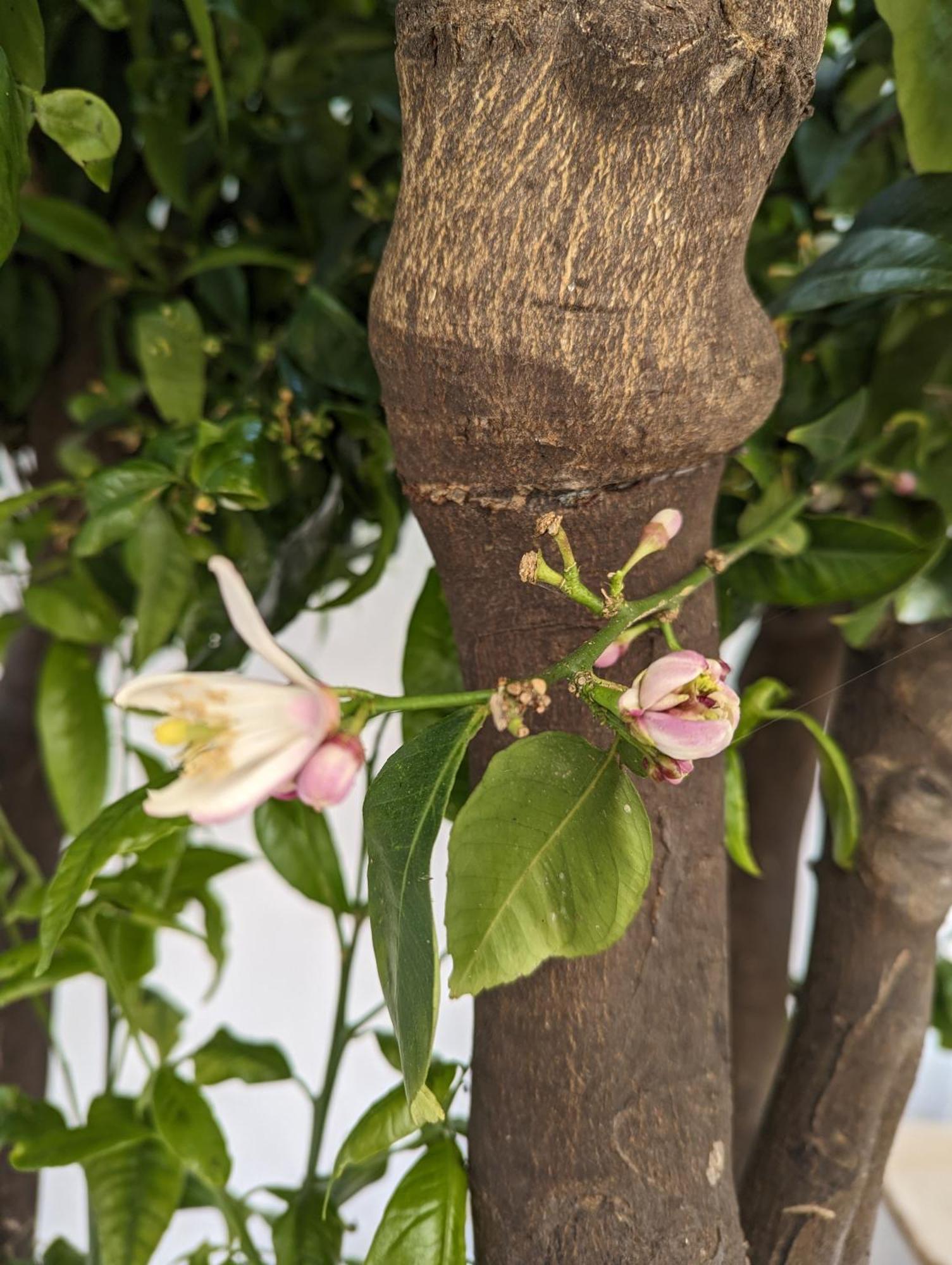 The Botanist Guesthouse Skopelos Town Ngoại thất bức ảnh