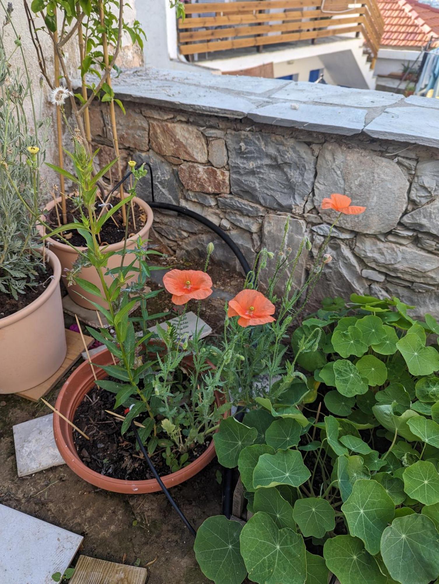 The Botanist Guesthouse Skopelos Town Ngoại thất bức ảnh