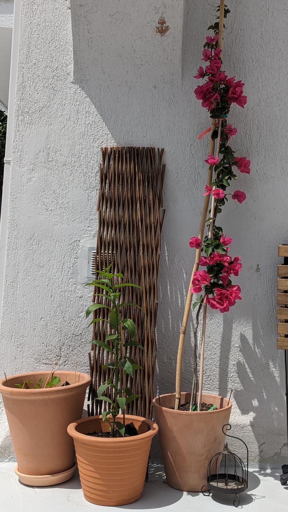 The Botanist Guesthouse Skopelos Town Ngoại thất bức ảnh